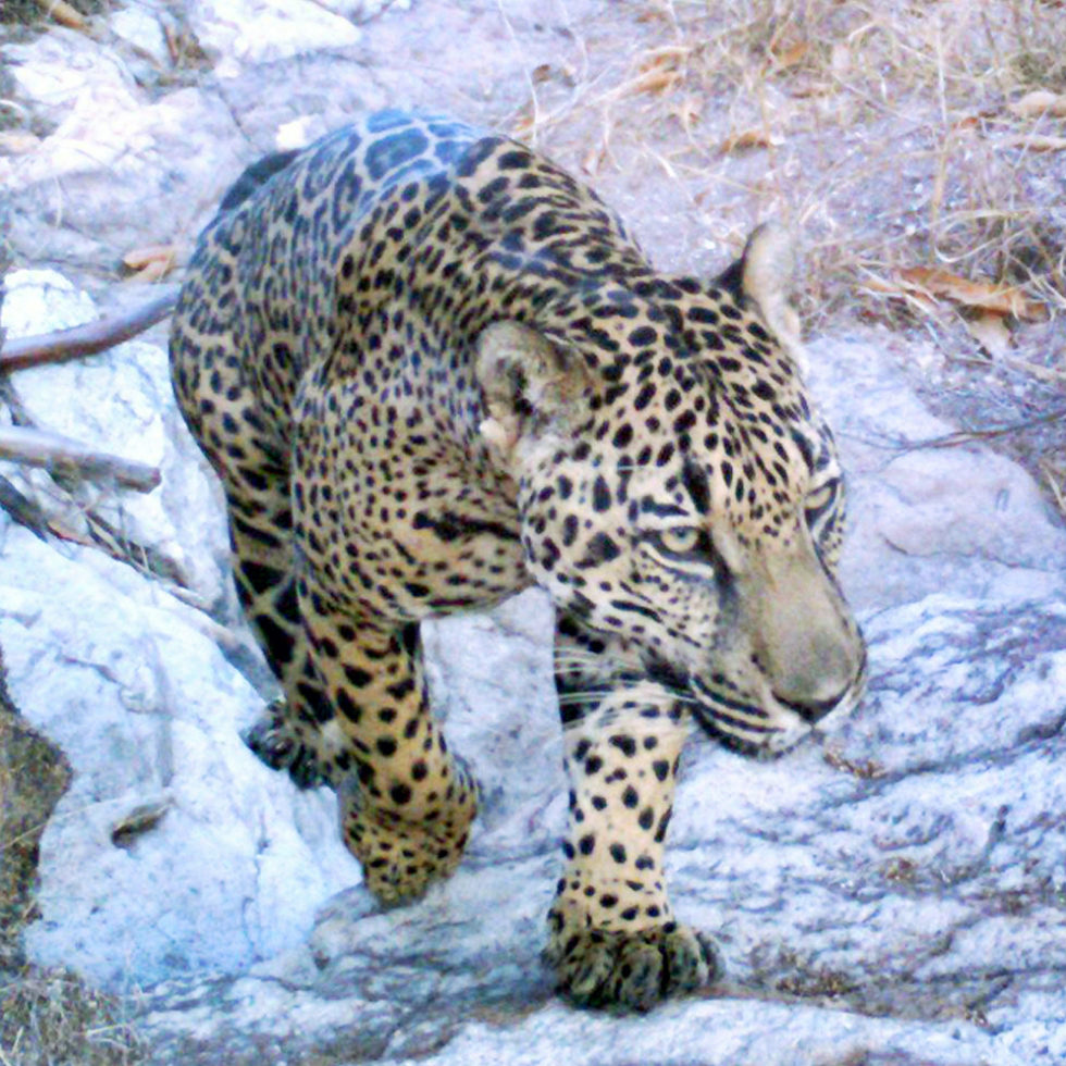 Jaguars NORTHERN JAGUAR PROJECT